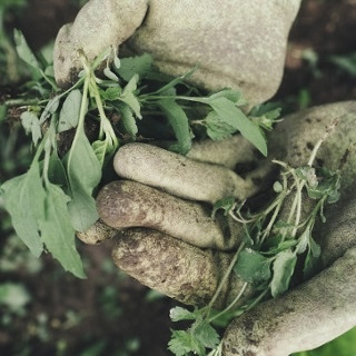 Summer Gardening Tasks