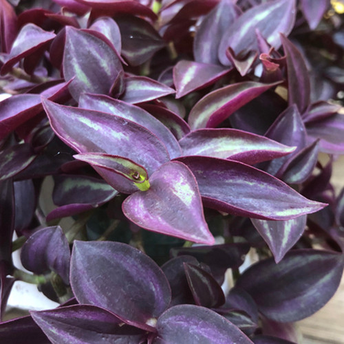 Purple Wandering Jew leaves