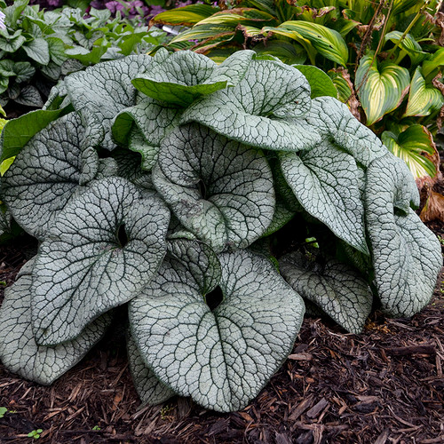 Queen of Hearts Heartleaf Brunnera Plant in Shade Garden