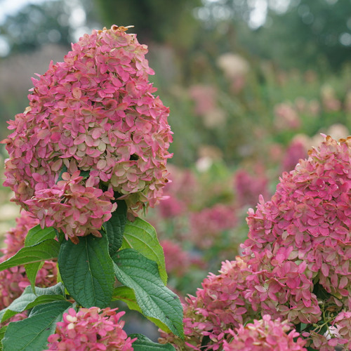 Quick Fire Fab® Hydrangea close up