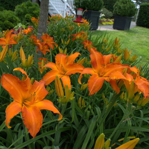 Rainbow Rhythm Primal Scream Daylily in Landscape