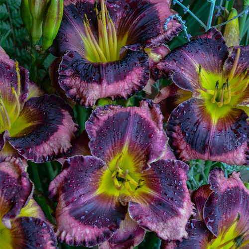 Rainbow Rhythm Storm Shelter Daylily Purple Blooms Up Close