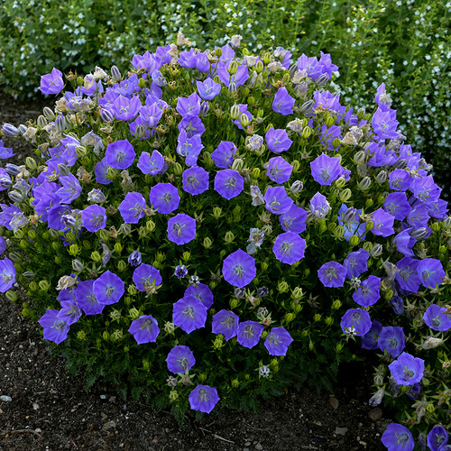 Rapido Blue Carpathian Bellflower Plant Flowering
