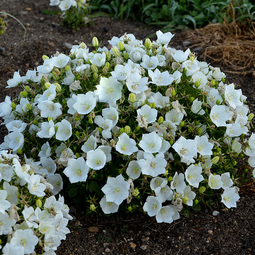 Rapido White Carpathian Bellflower Plant Covered in Blooms