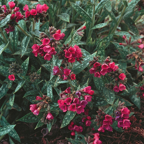Raspberry Splash Lungwort with Red Blooms