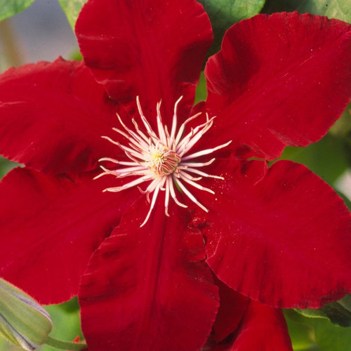 Rebecca Clematis Blooming