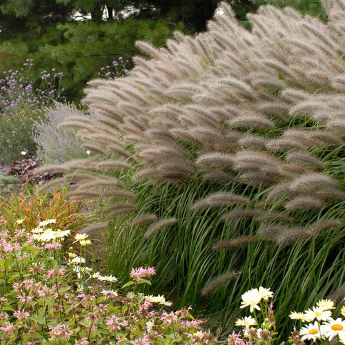 Ornamental Grasses