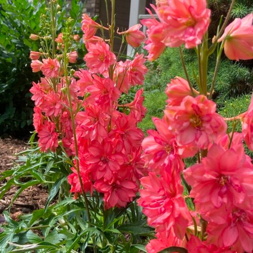 Red Lark Delphinium Growing in the Yard