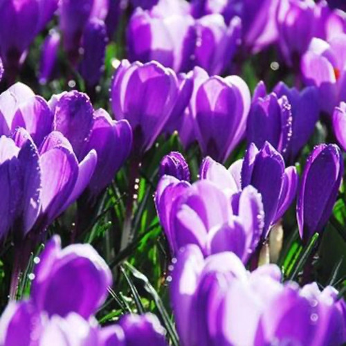 Remembrance Crocus Bulbs flowers