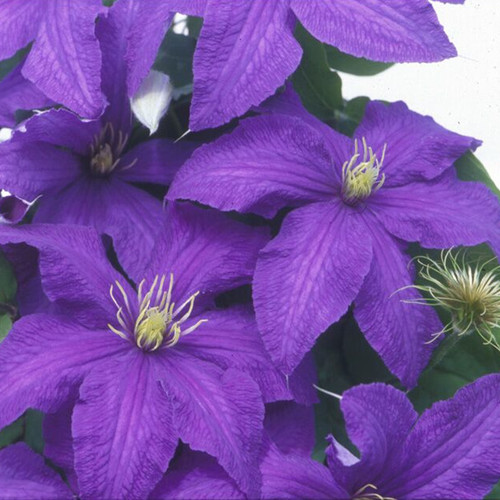 Rhapsody Clematis Flowers and Seed Heads