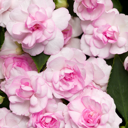 Rockapulco® Appleblossom Impatiens Flowers and Foliage Close Up