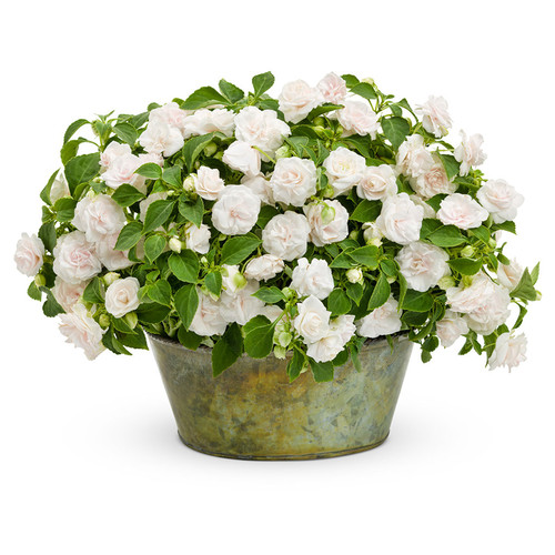 Rockapulco White Impatiens In a decorative pot