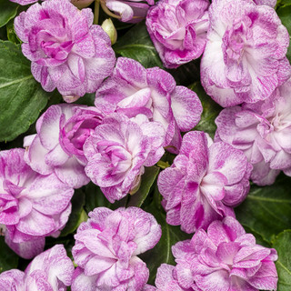 Impatien Plants