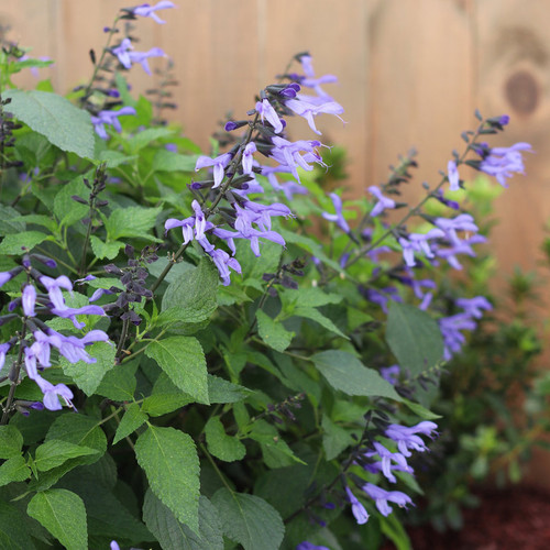 Rockin' Blue Suede Shoes Salvia Plant Growing Next to Fence