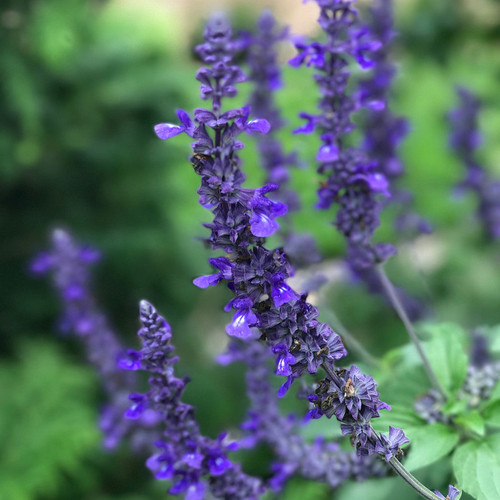 Rockin'® Playin' the Blues® Salvia Flowers Close Up