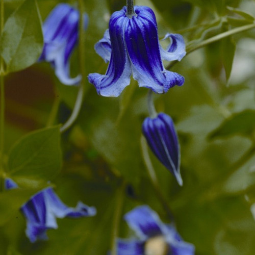 Roguchi Clematis Bell Flowers and Foliage