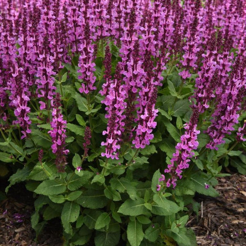 Rose Marvel Meadow Sage Blooming