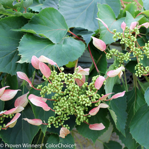 Rose Sensation False Hydrangea Vine with Flowers Foliage-
