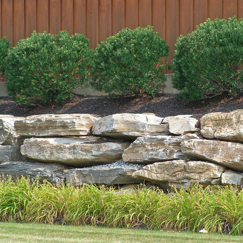 Row of Shamrock Inkberry Holly Garden Border