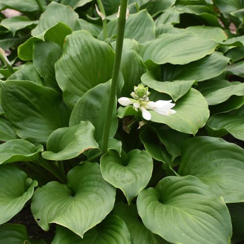 Royal Crest Hosta Foliage