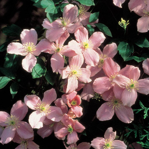 Rubens Clematis Blooming in the Sunlight