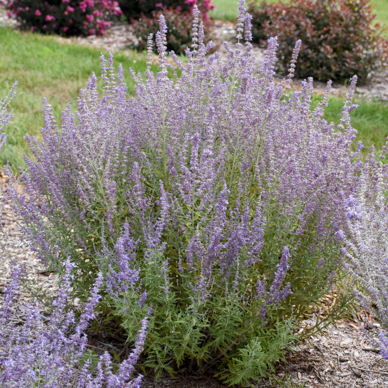 Drought Tolerant Plants Birds Love