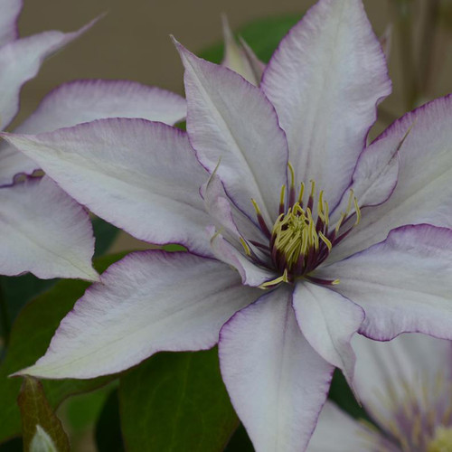 Samaritan Jo™ Clematis Petals Close Up