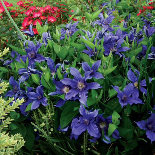 Sapphire Indigo™ Clematis Vine Flowering