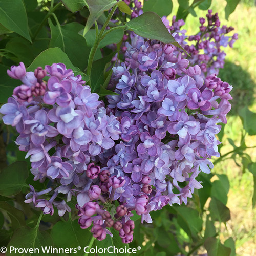 Scentara Double Blue Lilac Blooms Close Up