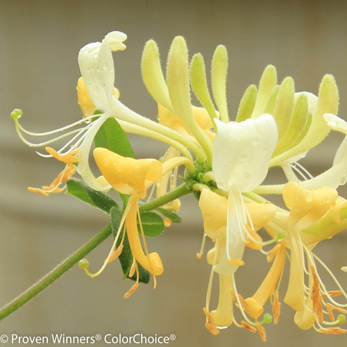 Scentsation Honeysuckle White Yellow Blooms Up Close