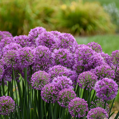 Serendipity Allium flower blooms