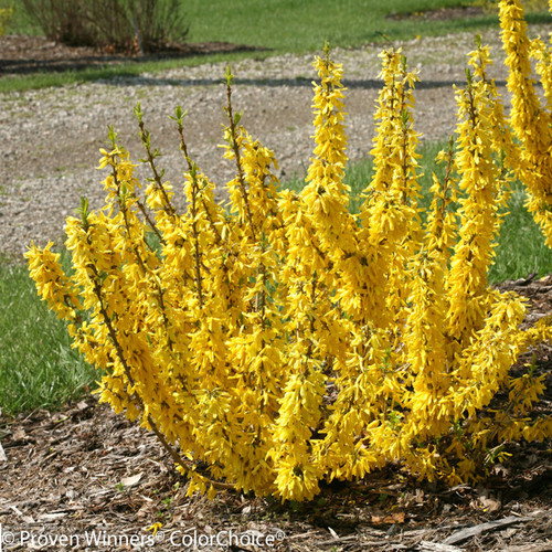 Show Off Sugar Baby Forsythia Bush in Landscaping