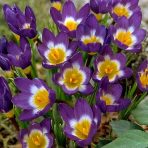 Sieberi Tricolor Crocus Bulbs flowers