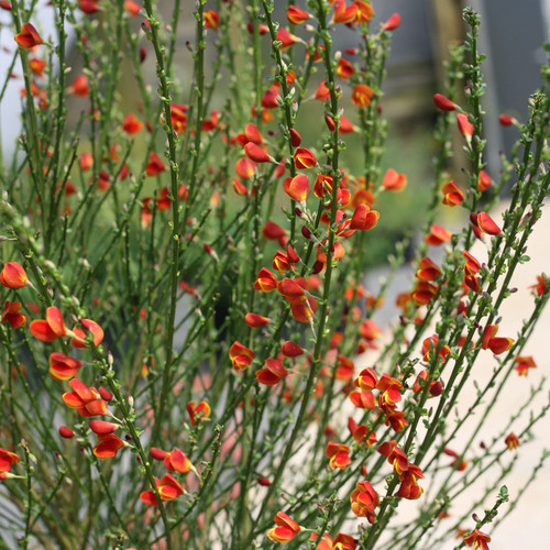 Sister Redhead® Scotch Broom Stems with Blooms