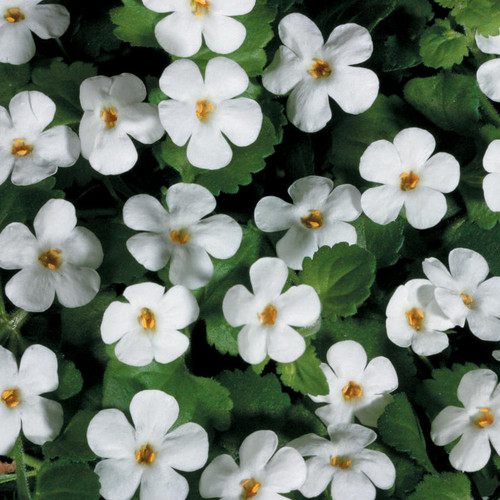 Snowstorm® Giant Snowflake® Bacopa Flowers and Foliage