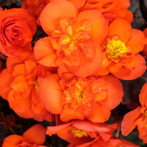 Solenia Chocolate Orange Begonia covered in blooms