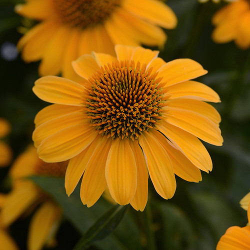 Sombrero® Granada Gold Coneflower Close Up