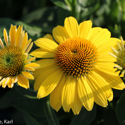 Sombrero® Lemon Yellow Coneflower Close  Up