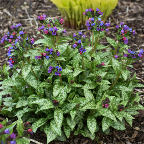 Spot On Lungwort Plant Blooming