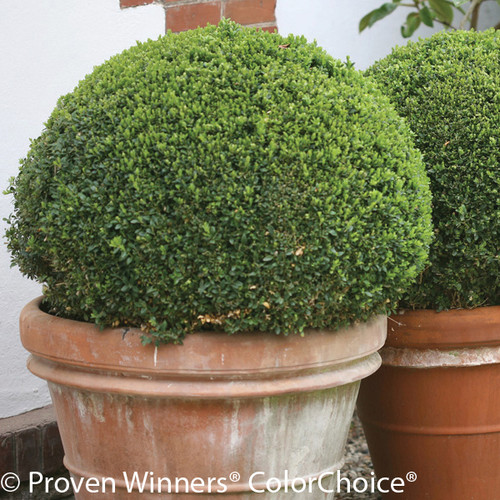 Sprinter Boxwood Shrub in Terracotta Pot