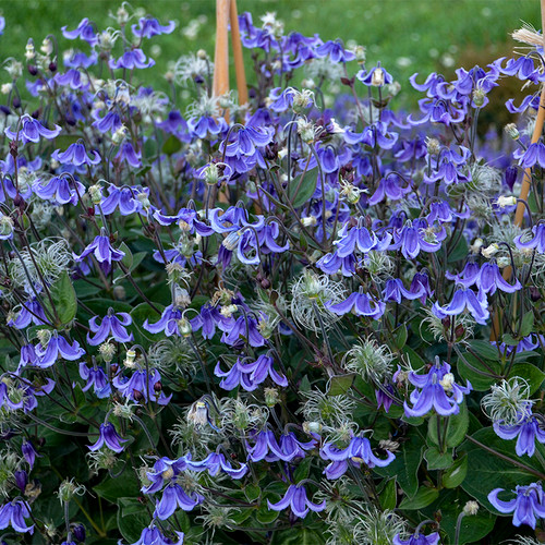 Stand by Me Bush Clematis Purple Flowers