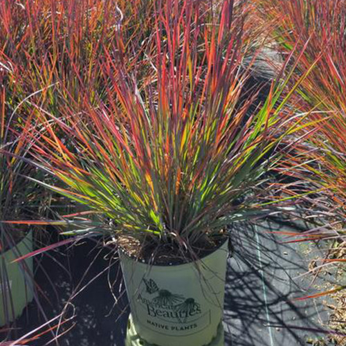 Standing Ovation Little Bluestem Grass in Pot