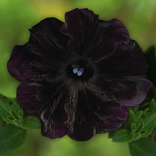 Starlet Velvet Petunia flower