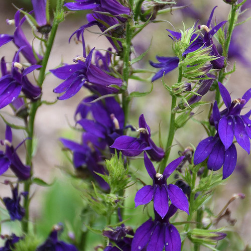 Starship Blue Cardinal Flower Close Up