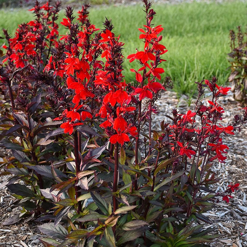 Starship Scarlet Bronze Leaf™ Cardinal Flower  foliage