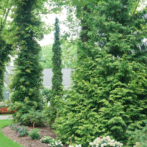 Sting Arborvitae in the front yard