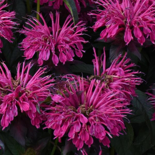 Sugar Buzz® Berry Taffy Bee Balm