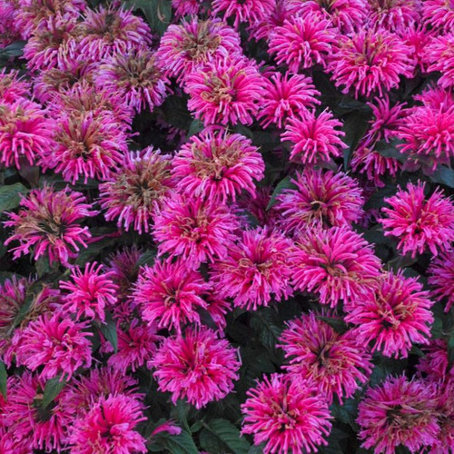 Sugar Buzz™ Bubblegum Blast Bee Balm Flower Blooming