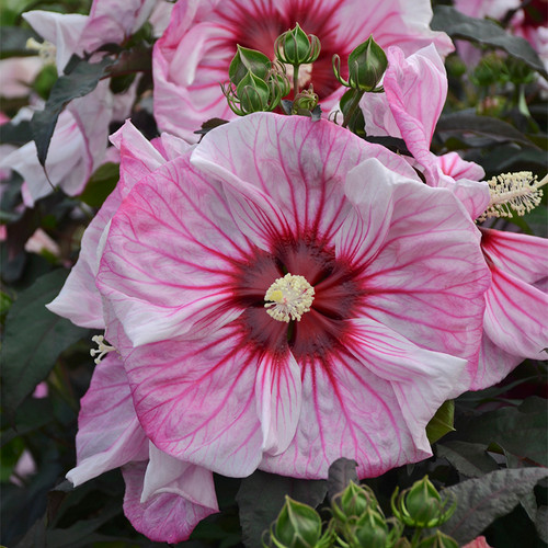 Summerific Cherry Choco Latte Hibiscus Bush