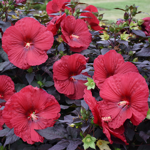 Summerific Holy Grail Hibiscus with Red Blooms